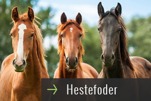 hestefoder ny