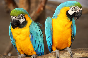 parrots