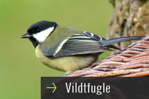 underside-billeder-vildt