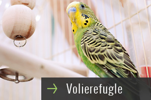 underside-billeder-volier