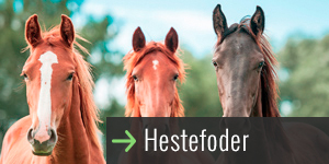 prod-hest